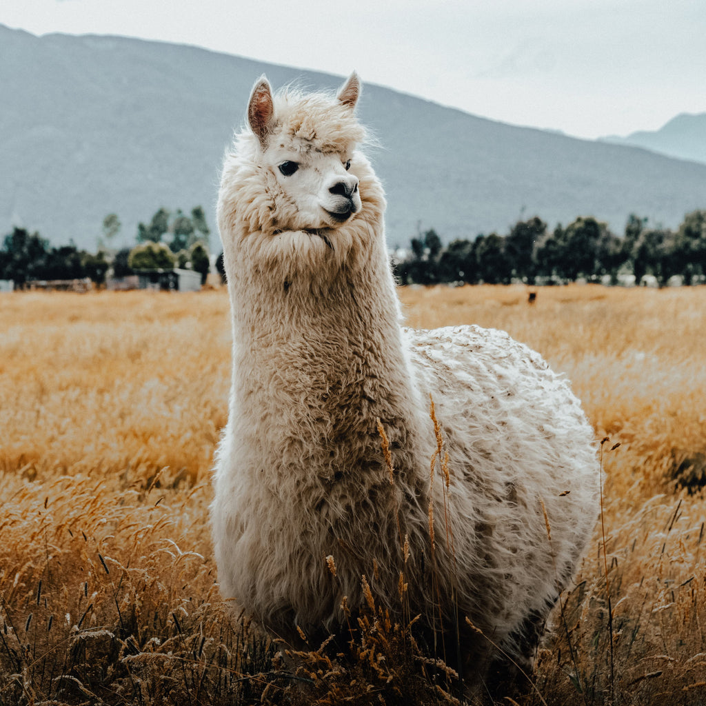 Picture of an Alpaca standing in a field