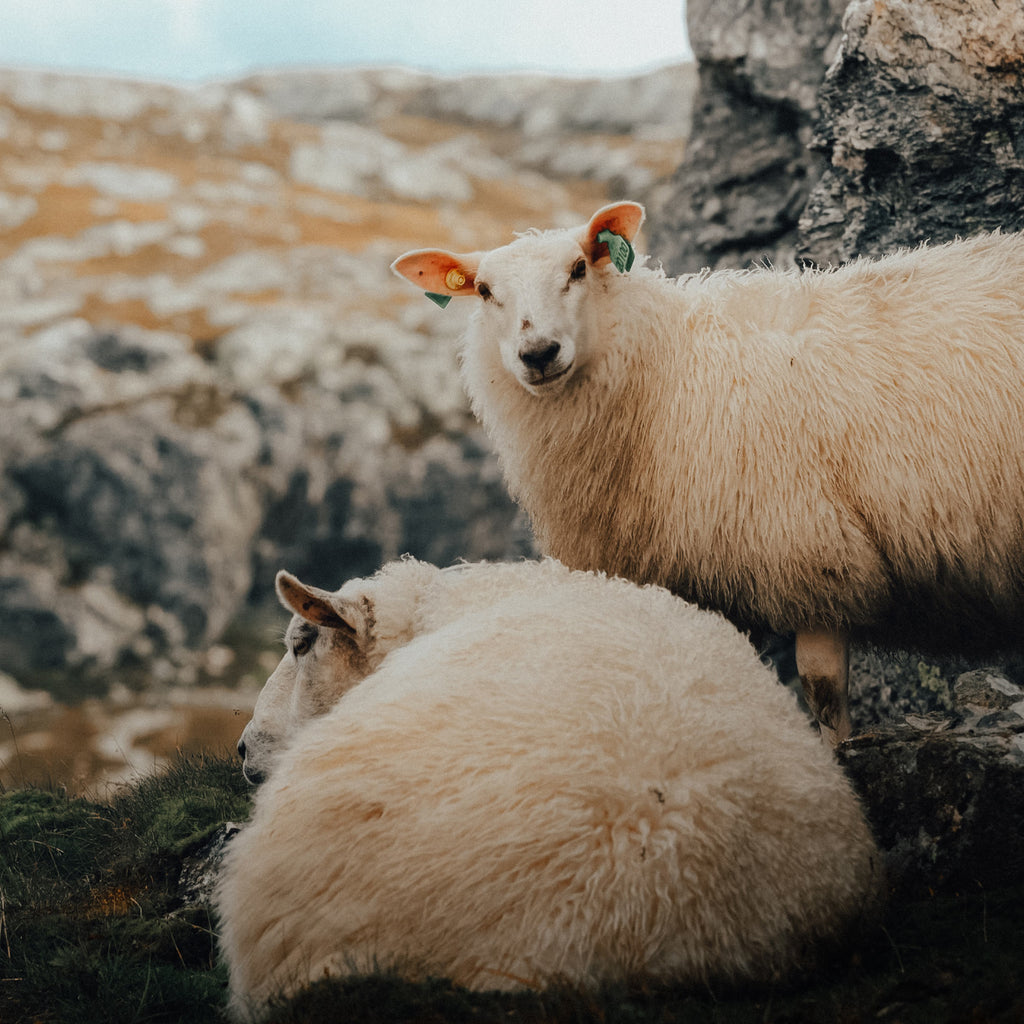 Picture of two sheeps on a rocky surface